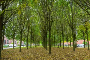 Woonhuis te koop Rijnland 147 Lelystad