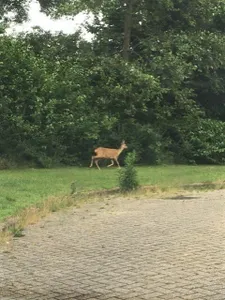 Woonhuis te koop Beukenhof 83 Lelystad