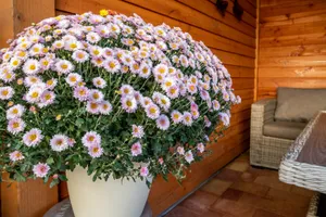 Woonhuis te koop Horst 29 85 Lelystad